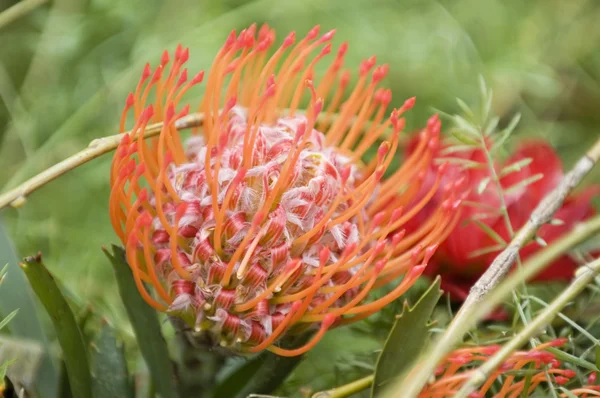 Ανθισμένα protea pincushion — Φωτογραφία Αρχείου