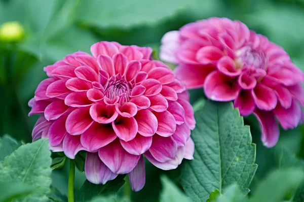 Rózsaszín dahlia virág — Stock Fotó