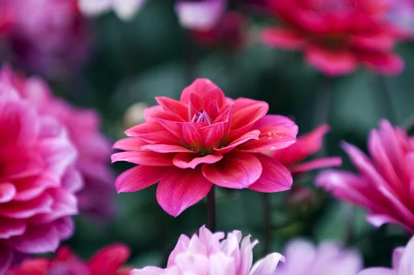 Fioritura fiori di dalia — Foto Stock