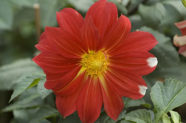 Dahlia květu — Stock fotografie
