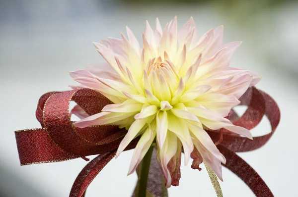 Flor de dalia floreciente —  Fotos de Stock
