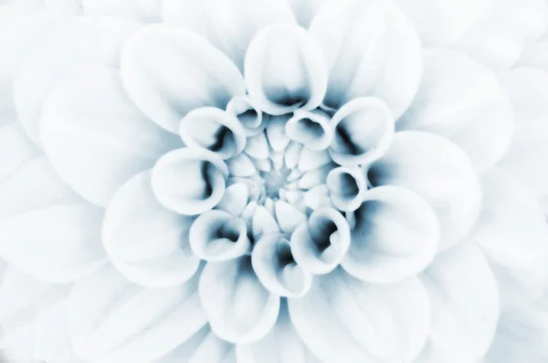 Dahlia fleur gros plan — Photo