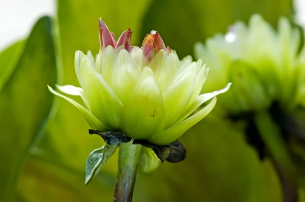 Grüne Dahlienblüten — Stockfoto