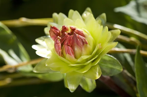 Grüne Dahlienblüte — Stockfoto