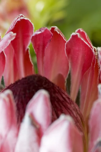 Cerca de protea floreciente —  Fotos de Stock