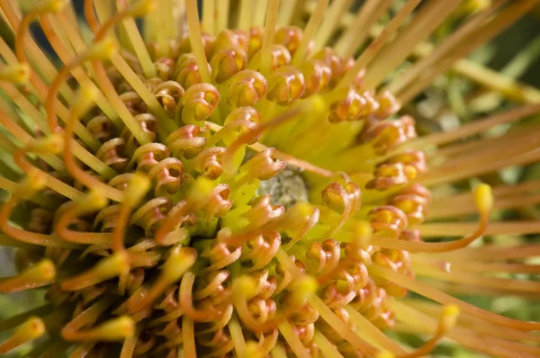 Gele bloeiende protea PINCUSHION in te stellen — Stockfoto