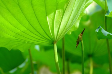 Lotus yaprağı