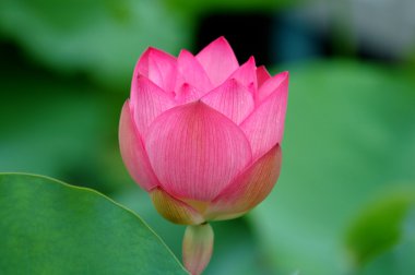 pembe lotus flowe