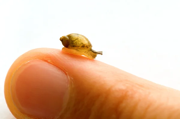 Small snail — Stock Photo, Image
