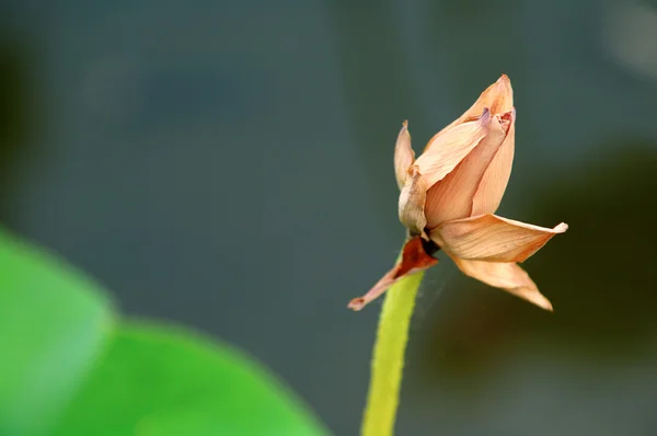 Verwelkte Lotusblüte — Stockfoto