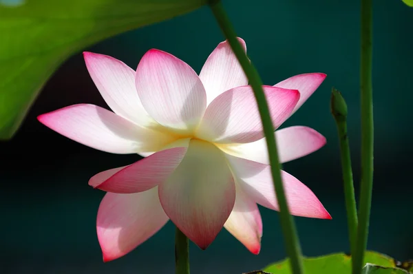 Lotusblomma under solen ljus — Stockfoto