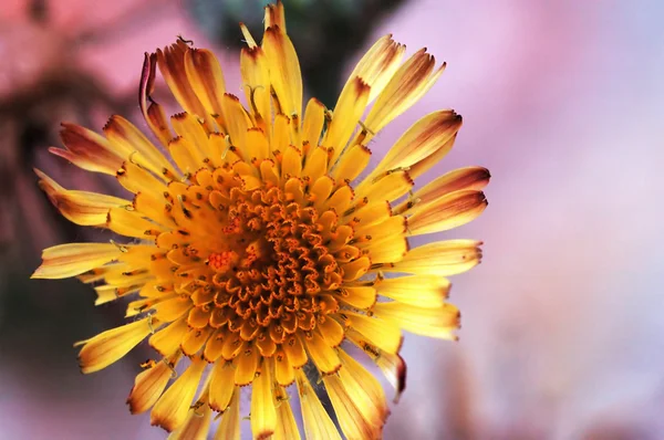 Una flor amarilla — Foto de Stock
