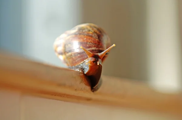 A slithered snail — Stock Photo, Image