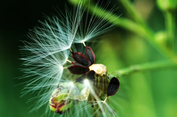 Fluff de sementes — Fotografia de Stock