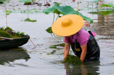 Lotus havuzda çalışan kadın