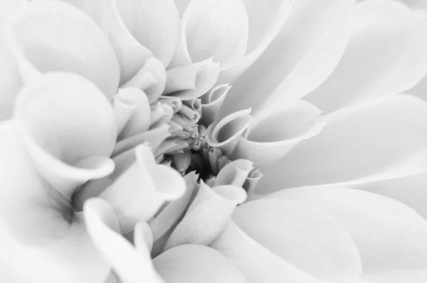 Dahlia blomma närbild — Stockfoto
