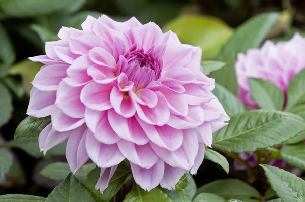Flores de dalia rosa —  Fotos de Stock