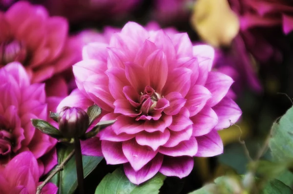 Flores florecientes de dalia —  Fotos de Stock