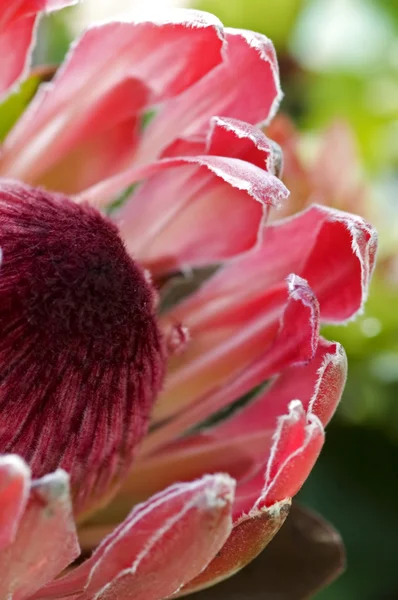 Närbild blommande protea — Stockfoto
