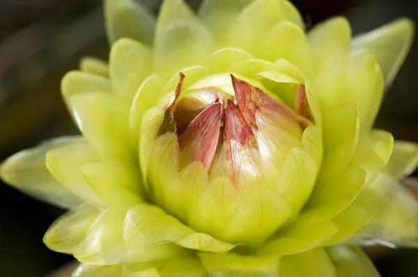Flor de dália verde — Fotografia de Stock