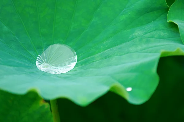 Gotas de agua en la almohadilla de loto (hoja ) — Foto de Stock