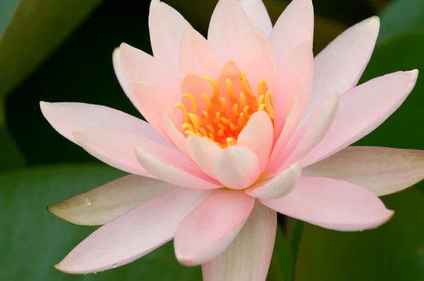 Roze water lily — Stockfoto