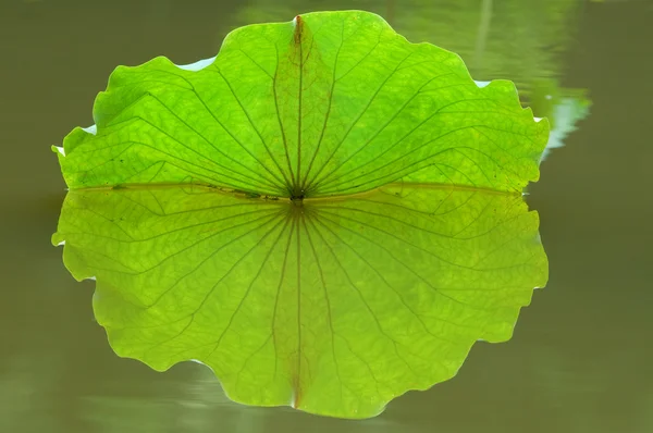 Lotusblad med reflektion — Stockfoto