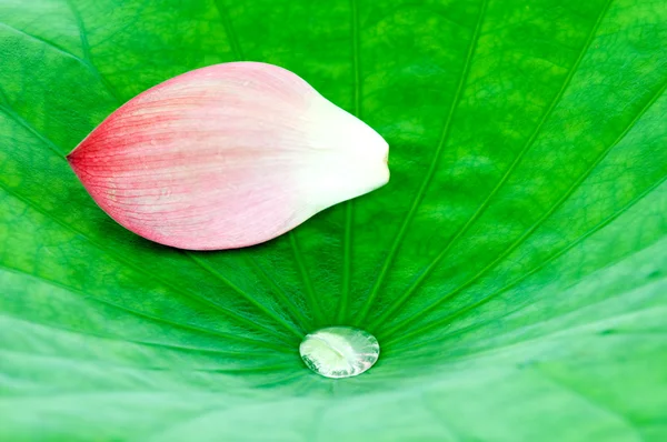Лепесток лотоса поверх листа — стоковое фото