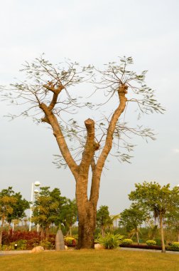 soyut ağaç dalları