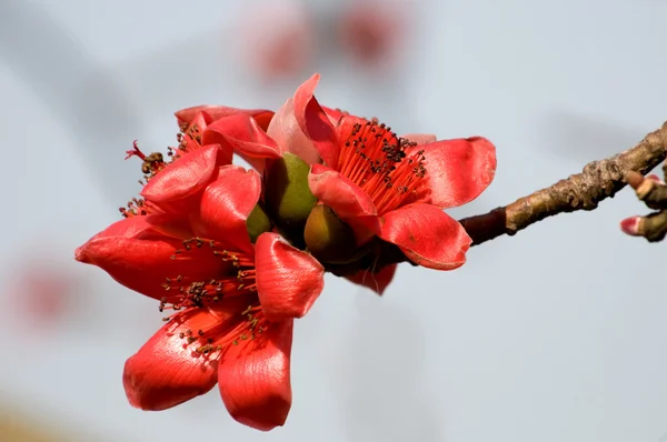 stock image Flowers of ceiba