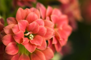 Kalanchoe bush