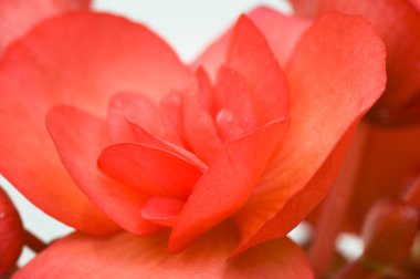 Closeup of blooming red begonia