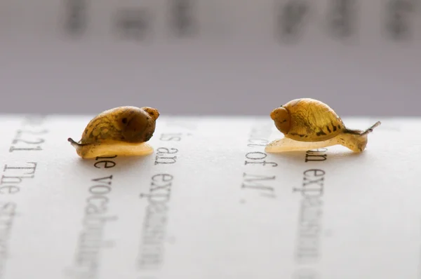 Małe ślimaki — Zdjęcie stockowe