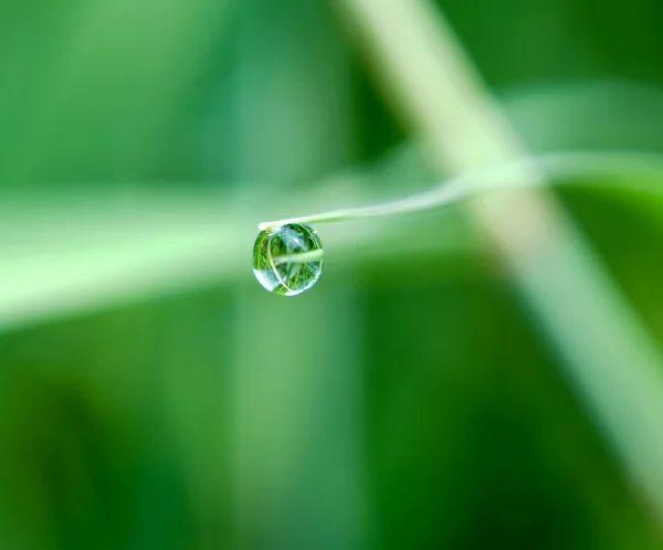 Gota de agua en la hoja verde —  Fotos de Stock