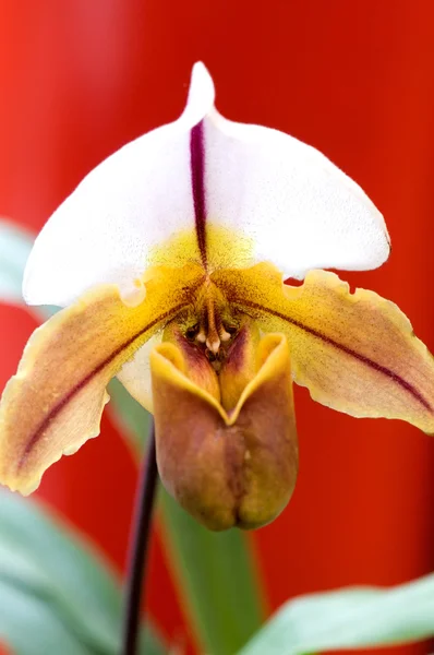 Green lady slipper (orchid) over red — Stock Photo, Image