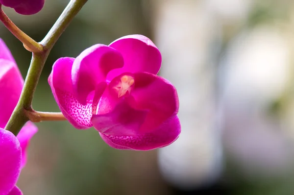 Red lady tofflor (orchid) — Stockfoto