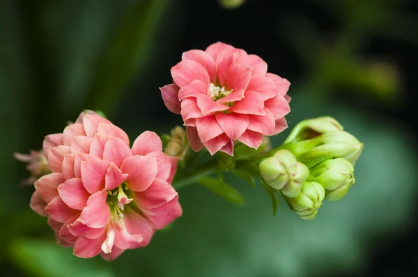 Cespuglio di Kalanchoe — Foto Stock