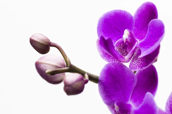 Orchideebloem geïsoleerd op wit — Stockfoto