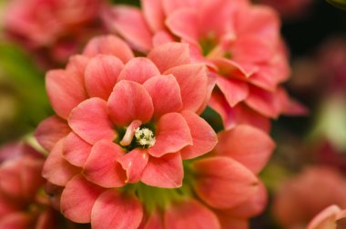 Kalanchoe bush