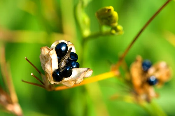 식물의 씨앗 — 스톡 사진