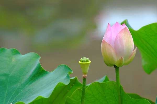 Lotus (Knospe) und Samenkopf — Stockfoto