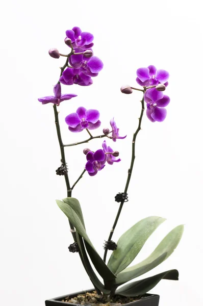 Orchidej květina izolovaných na bílém — Stock fotografie