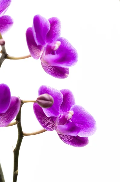 Orchideenblume isoliert auf weiß — Stockfoto
