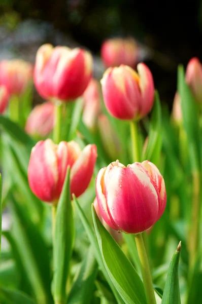 붉은 튤립 꽃 — 스톡 사진
