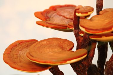 Close up of mushroom clipart