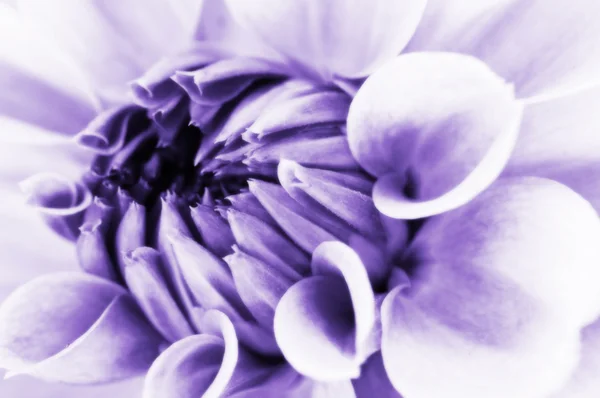 Dahlia flower closeup — Stock Photo, Image