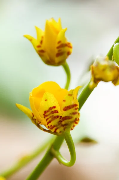 Sárga orchidea — Stock Fotó