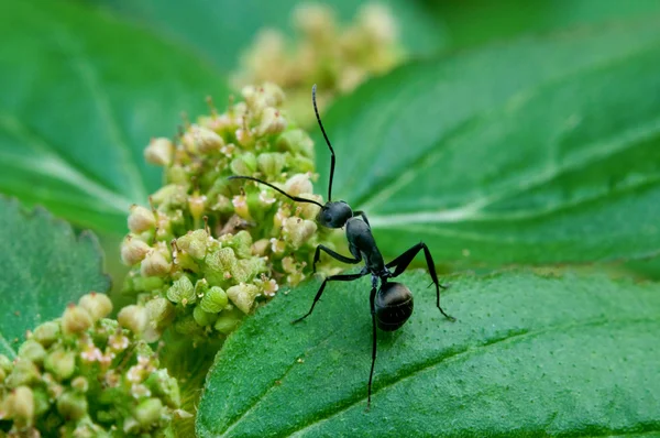 Czarny ant — Zdjęcie stockowe