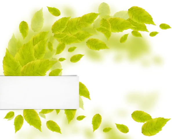 Papel en blanco y hojas — Foto de Stock