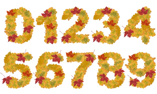 Числа осенних листьев — стоковое фото